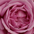 Vijolična - Vrtnice Floribunda - Blue Parfum ®
